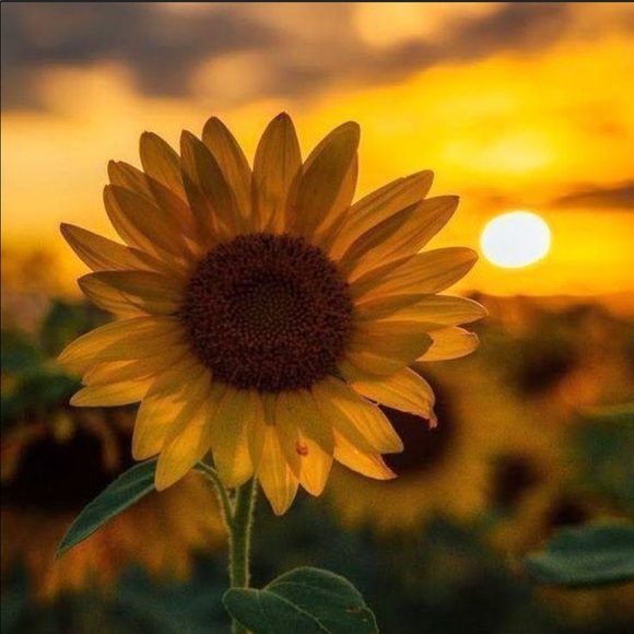 Meet your Posher, Sara - Picture 1 of 1